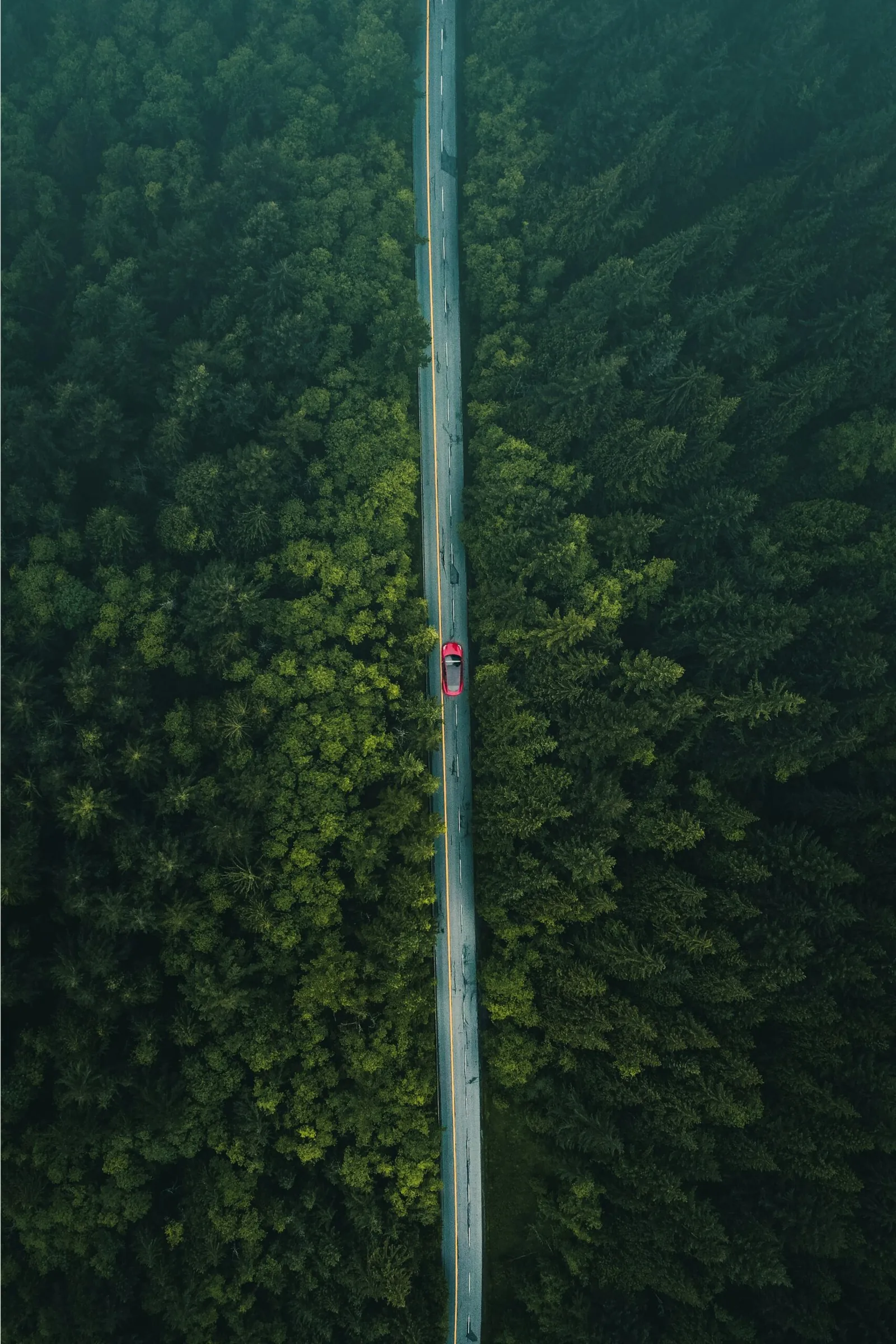 Carretera entre árboles